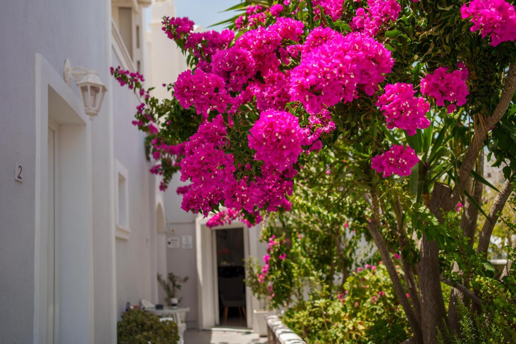 Wisteria Apartments كارتيرادوس المظهر الخارجي الصورة